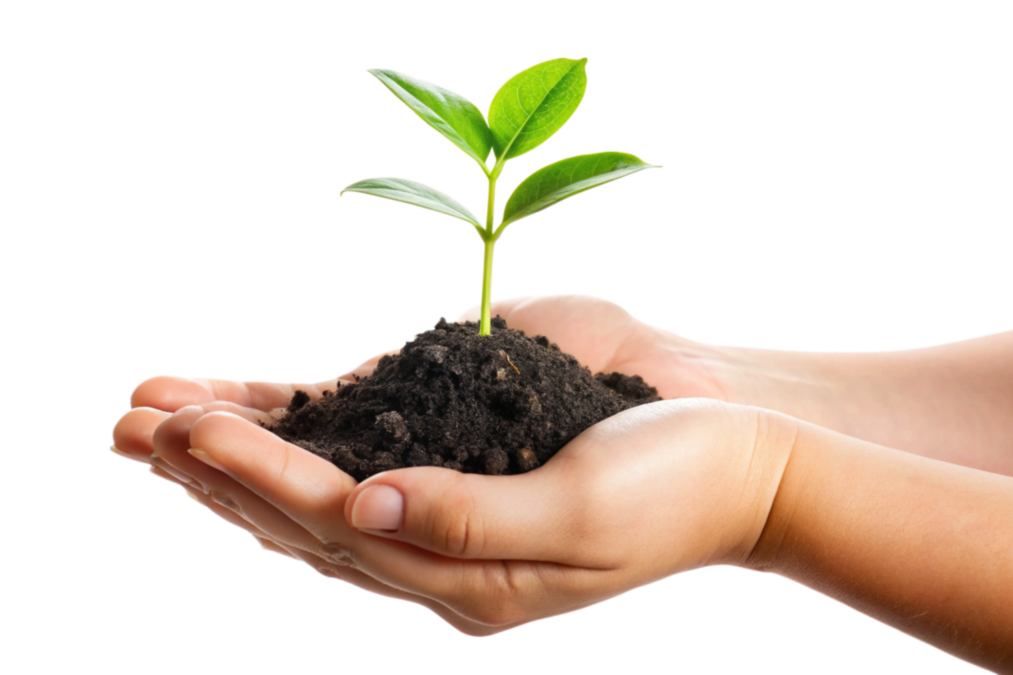 A small green plant seedling gently held in cupped hands full of dark soil against a black background png