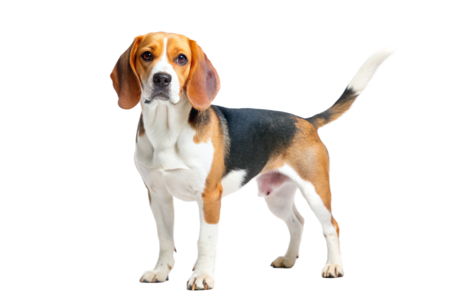 A Stunning Beagle Dog Standing Against a Black Background png
