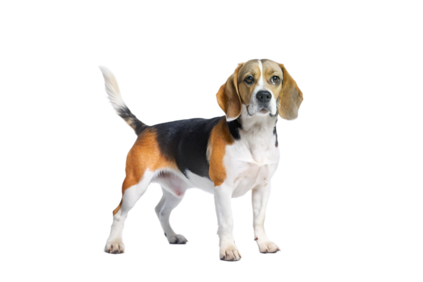 Adorable Tricolor Beagle Dog Standing on Black Background Full Body Studio Shot png