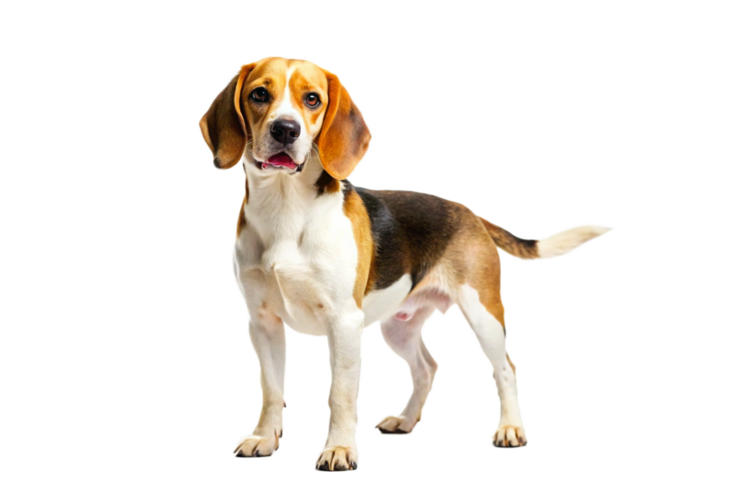 Adorable Beagle Dog Posing Against Black Background A Stunning Image of a Beagle png