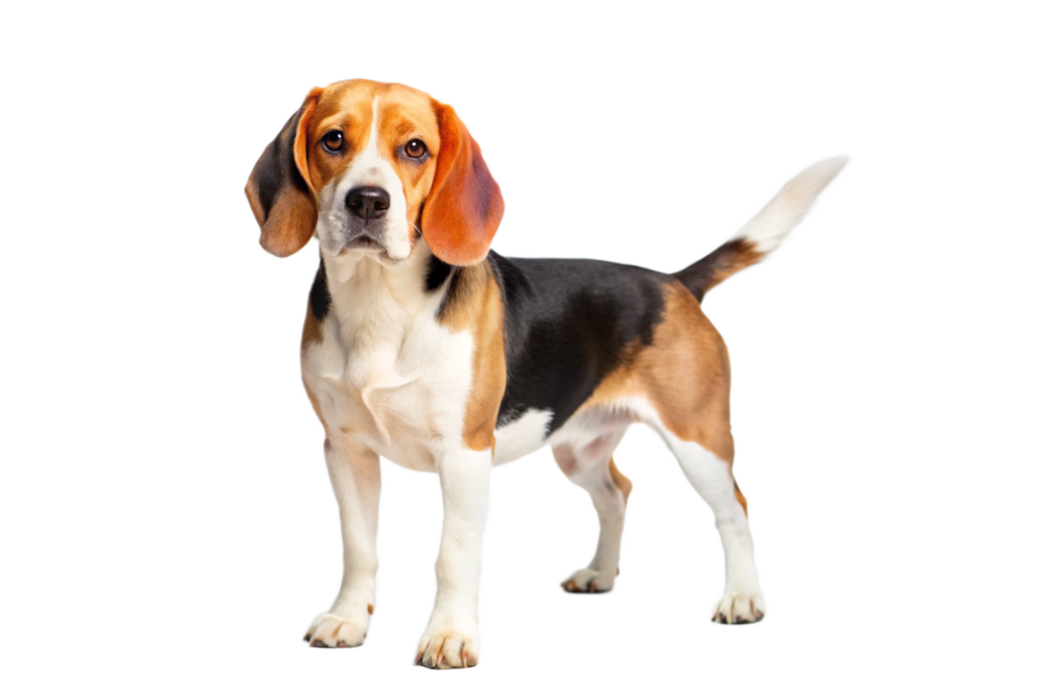 Adorable Beagle Dog Posing Against Black Background Studio Shot png