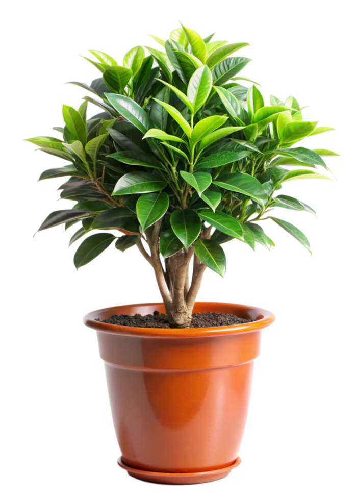 A vibrant green Ficus plant in a terracotta pot, a popular houseplant choice known for its glossy leaves and airpurifying qualities, thrives indoors with bright indirect sunlight png