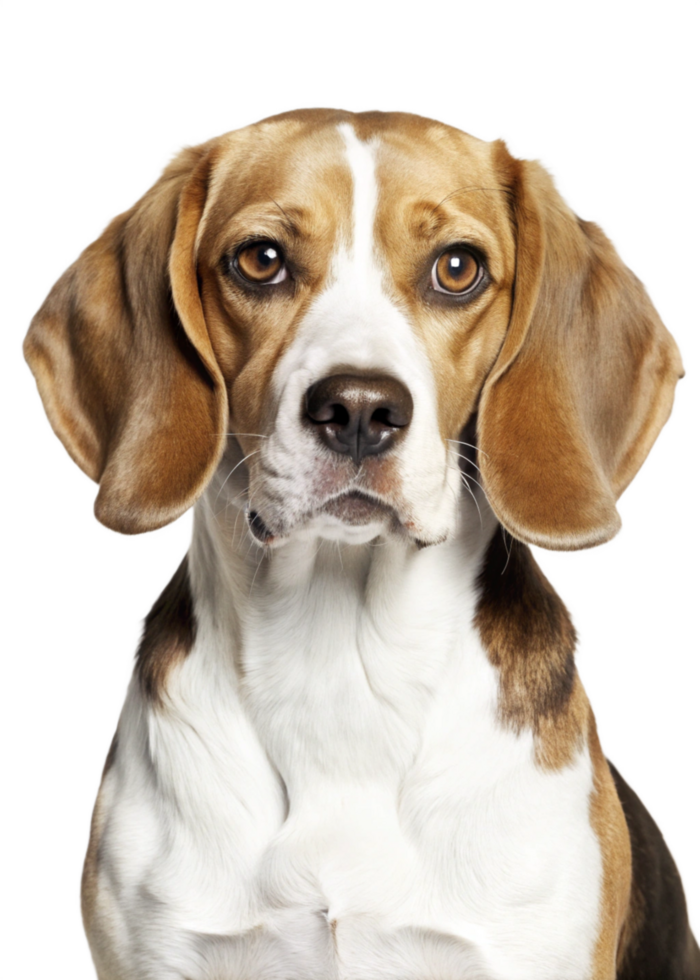 Closeup Portrait of an Adorable Beagle Dog with Striking Brown and White Fur png