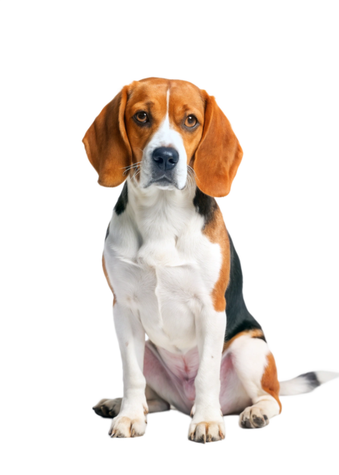Adorable Beagle Dog Sitting Posing for a Photo Against a Black Background png