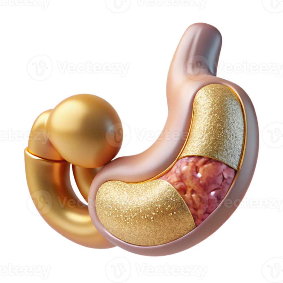 magnificent rustic Stomach Anatomy Digestive System Science Isolated Medical Research exclusive png