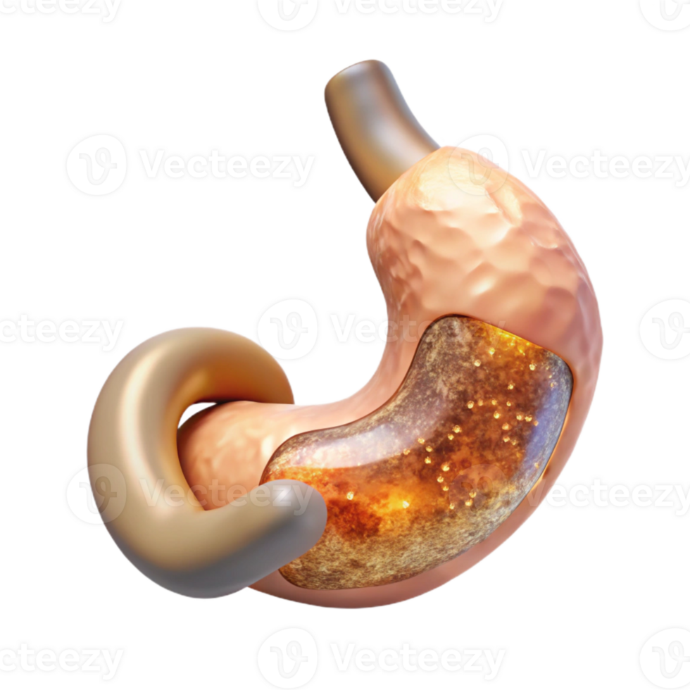 serene rustic Stomach Digestive System Transparent for Healthcare Graphics high quality png