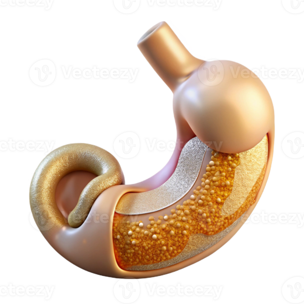 serene modern Stomach Anatomy Digestive System Science Isolated Medical Research exclusive png