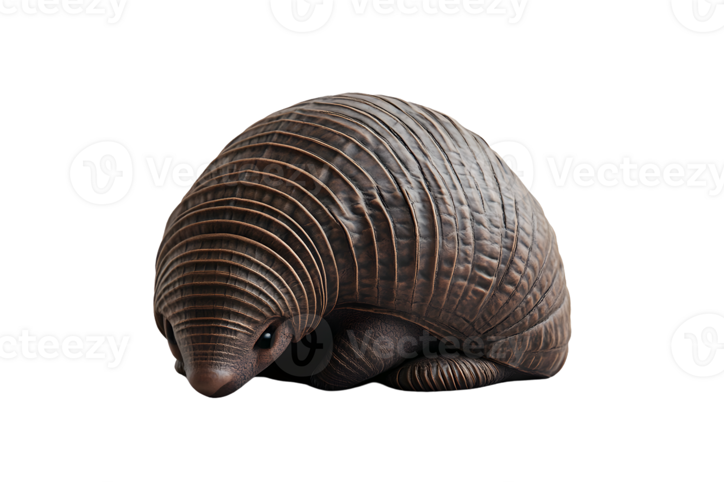 Closeup of a curledup armadillo exotic animal photography png