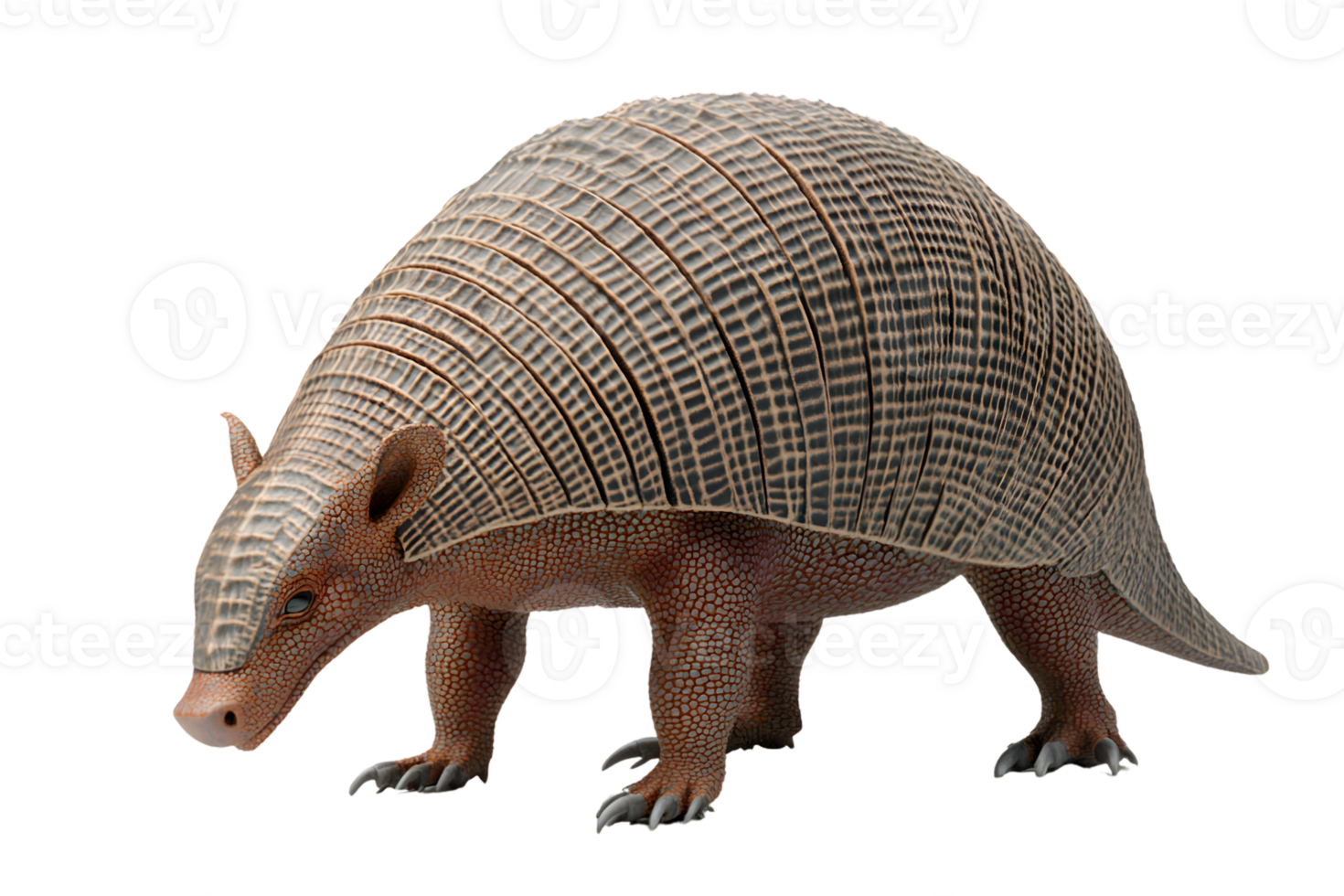 Ninebanded Armadillo wildlife animal nature photography studio shot isolated background png