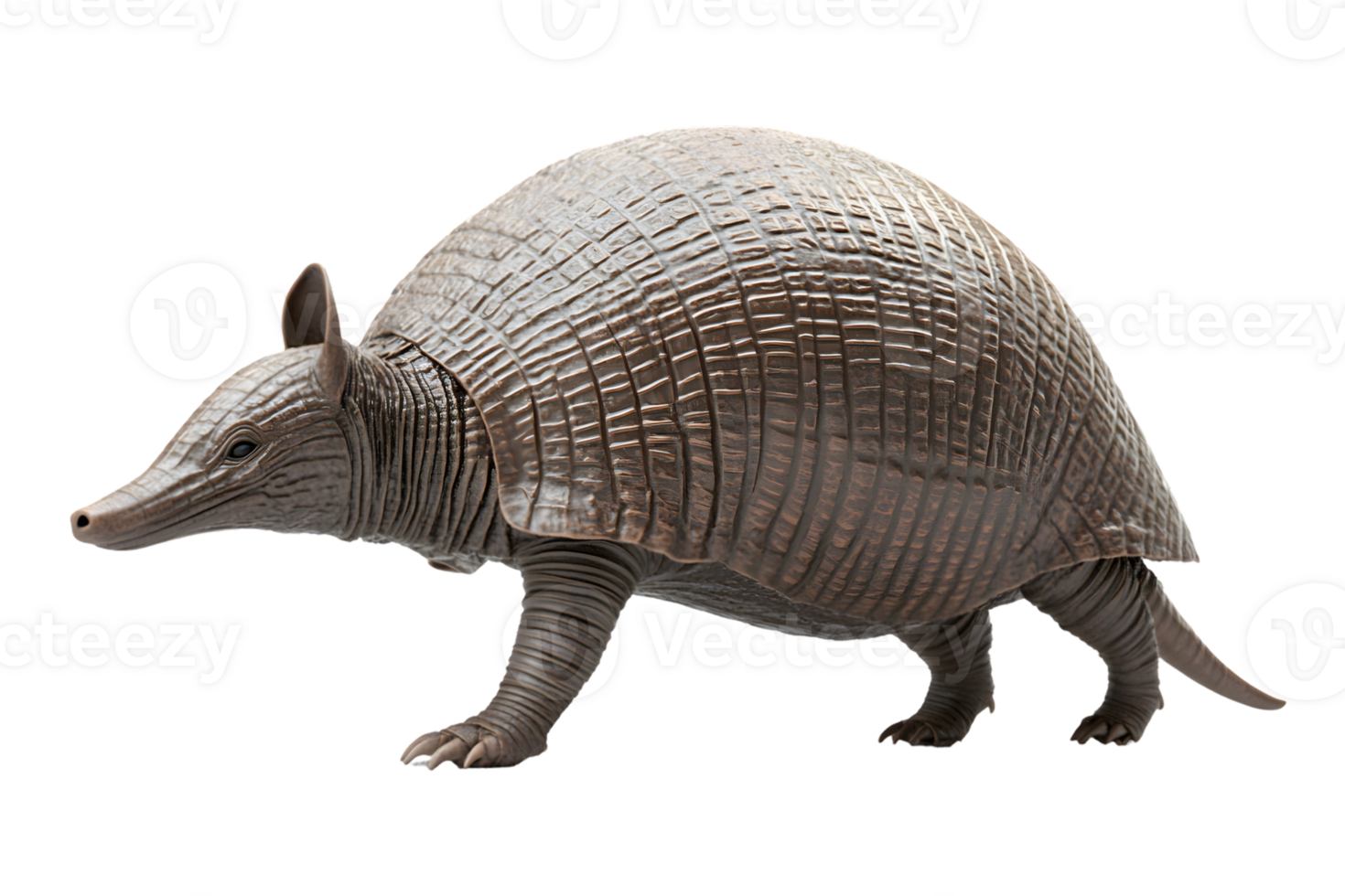 Giant Armadillo Wildlife Animal Nature Photography Exotic Creature South American Fauna png