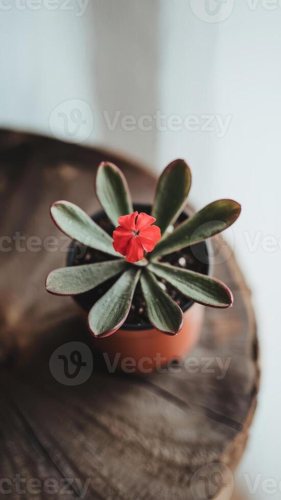 A small plant with red flowers sitting on a wooden table photo