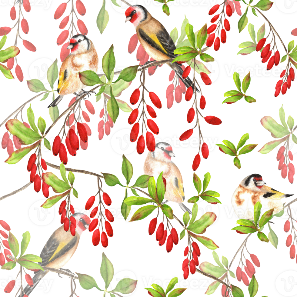 Seamless pattern with goldfinch birds sitting on the barberry branches. Birds garden clipart with red berries, green leaves, bright birds. Hand-drawn watercolor illustration png