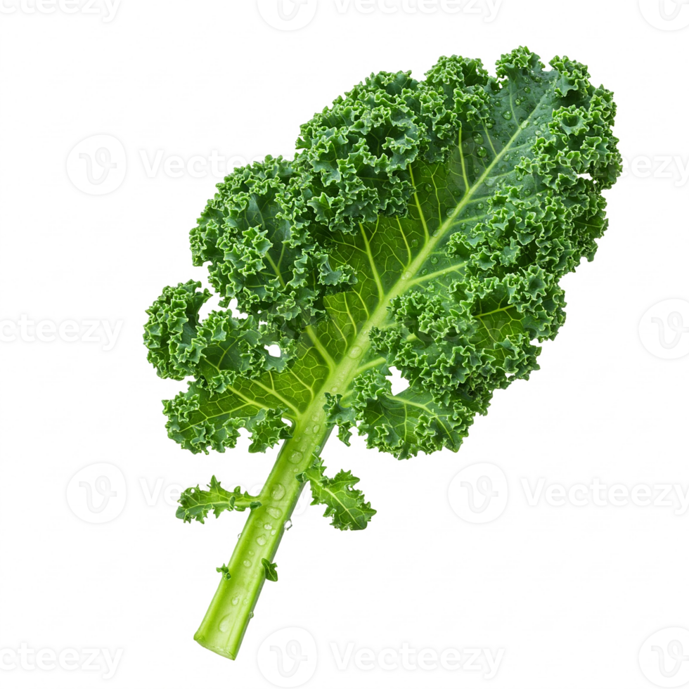 Fresh kale leaf on transparent background. Juicy sprout with dew drops. Ideal for culinary projects and healthy food advertising. For balanced diet and natural lifestyle. png