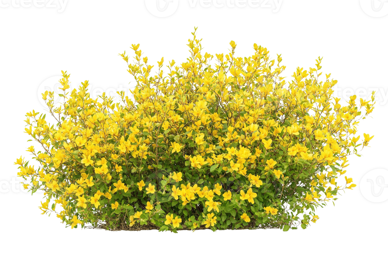 Vibrant Yellow Flowering Bush Isolated on Transparent Background png