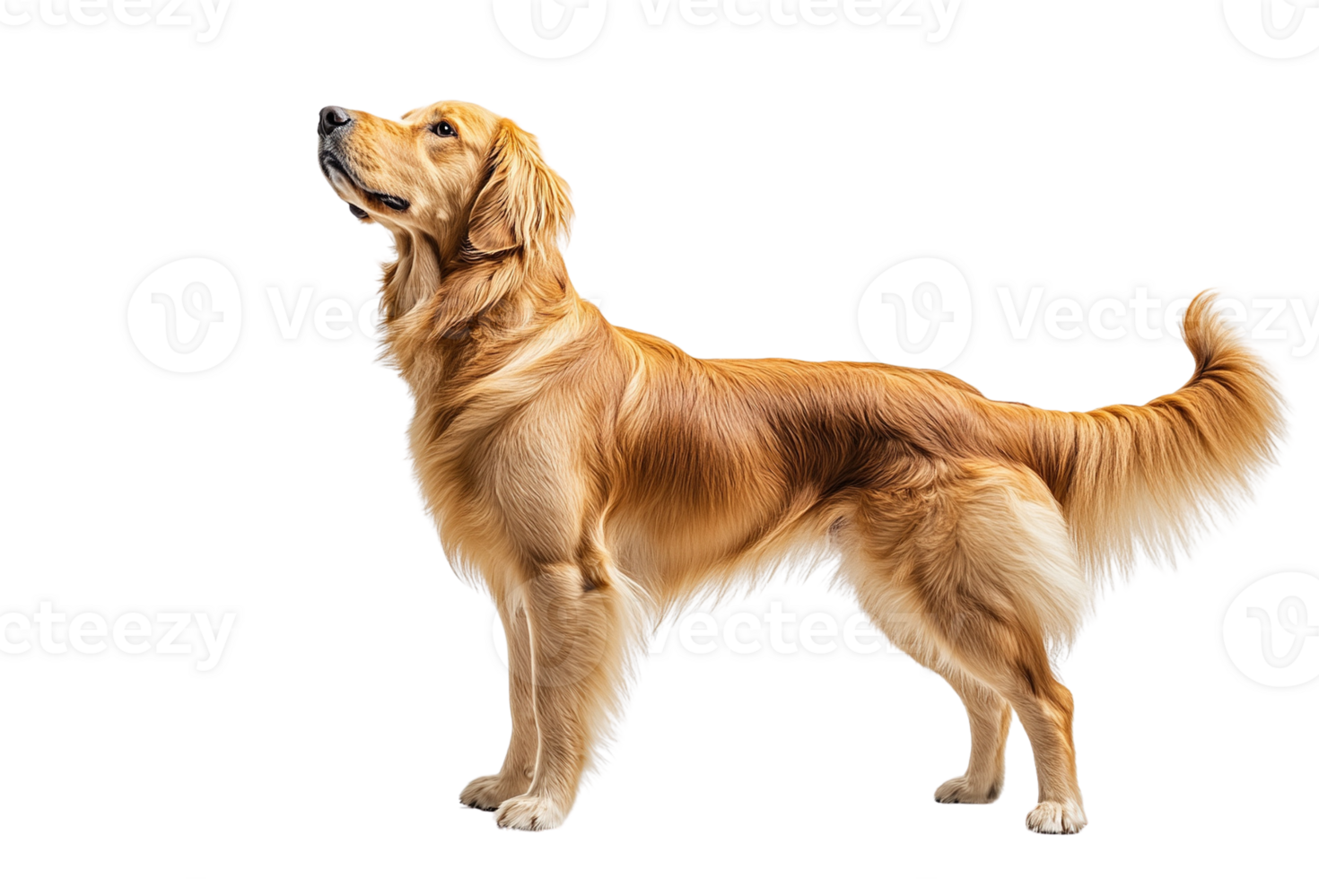 Golden Retriever Looking Upwards png