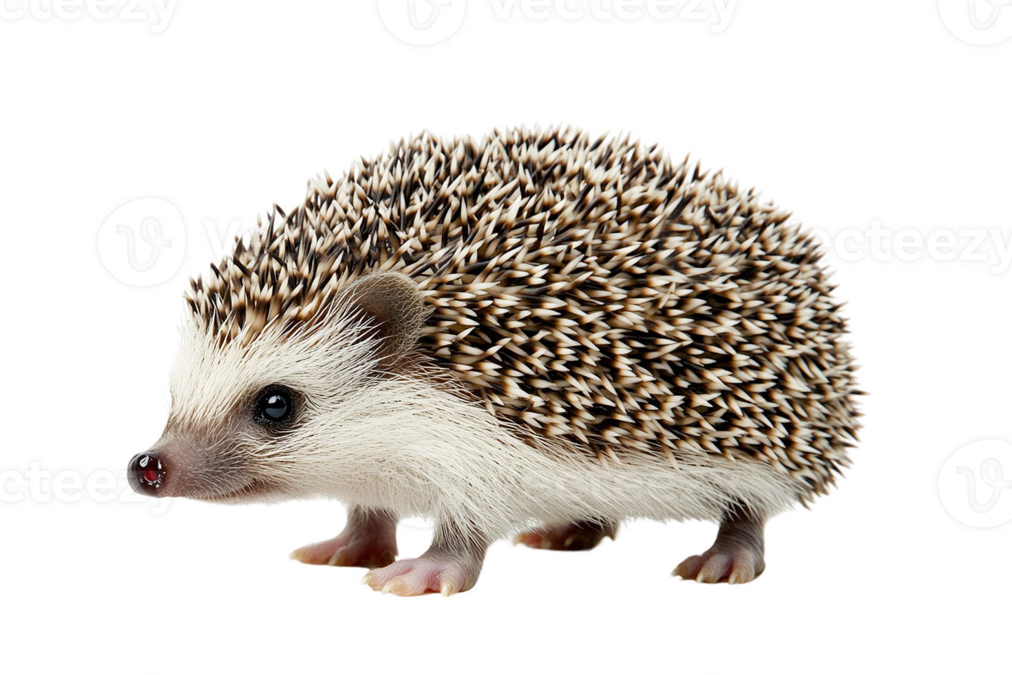 Close-up of a Hedgehog with Spiky Quills png