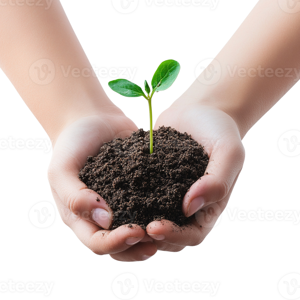 Hands Holding Seedling in Soil png