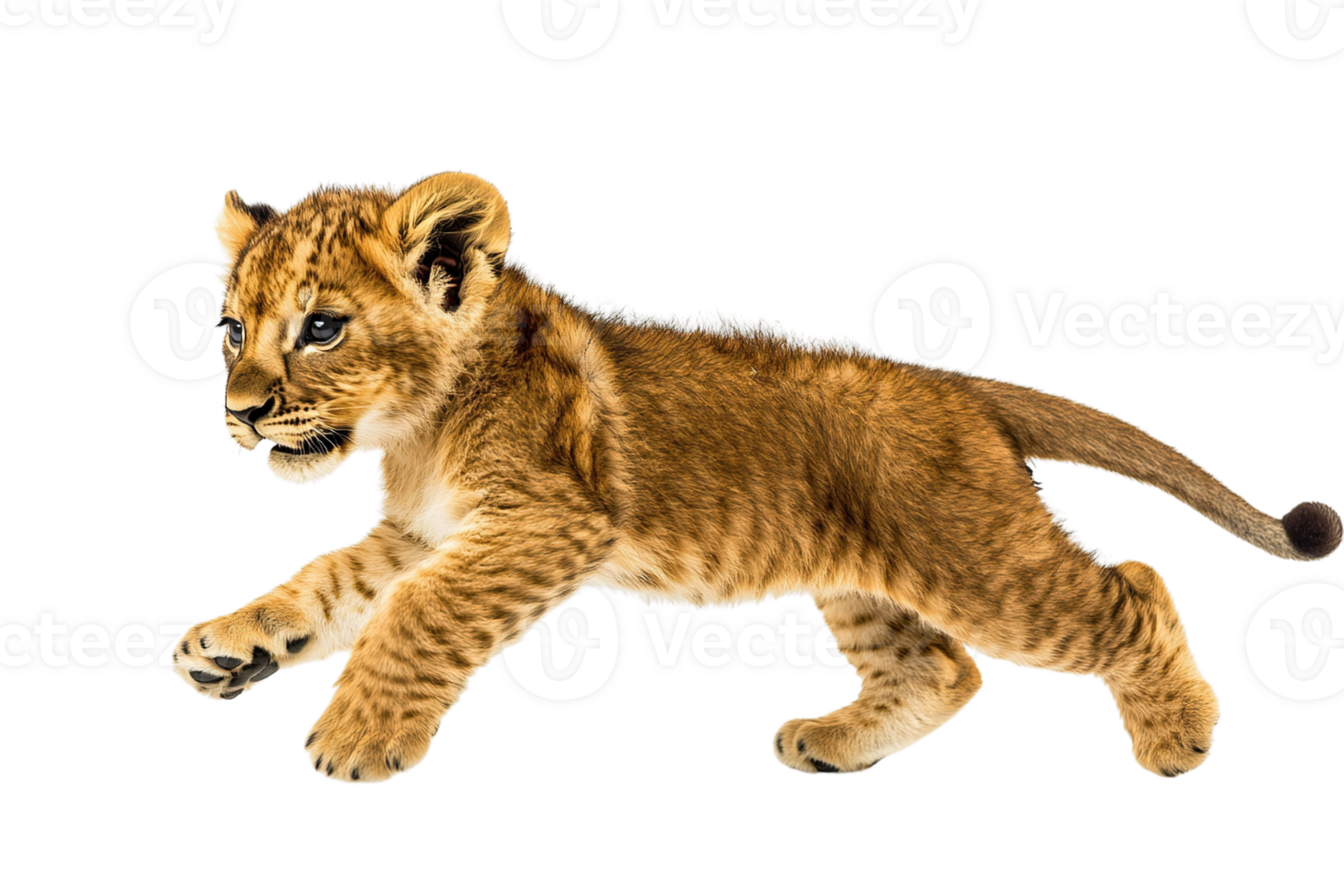 Playful Lion Cub Running png