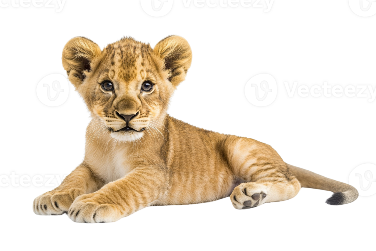 Cute Lion Cub Lying on Transparent Background png