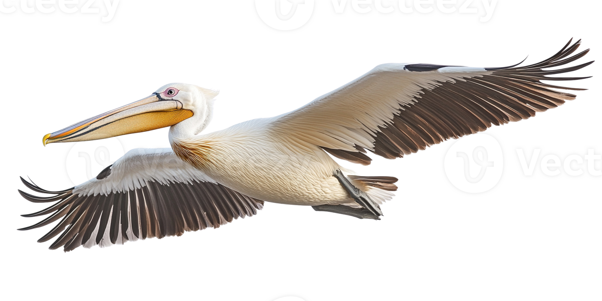 Majestic Pelican in Flight png