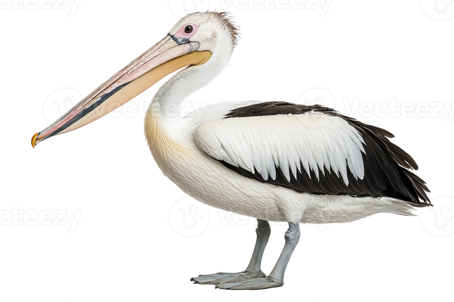 Australian Pelican with Long Beak and Black and White Plumage png