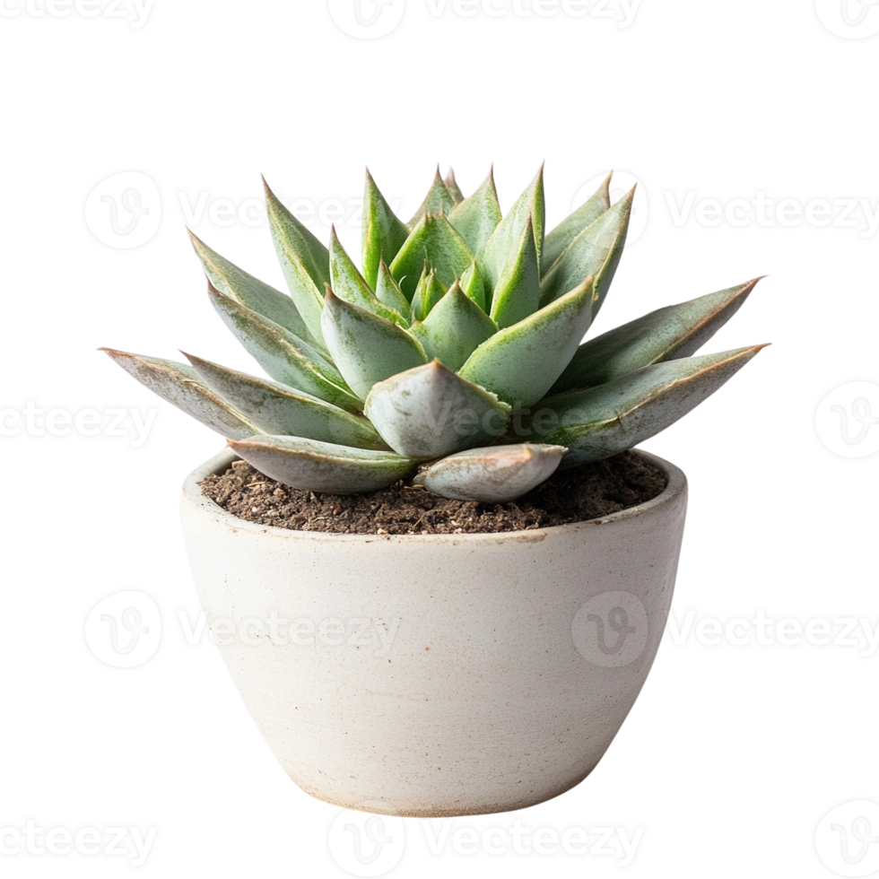 Green Succulent in White Ceramic Pot png