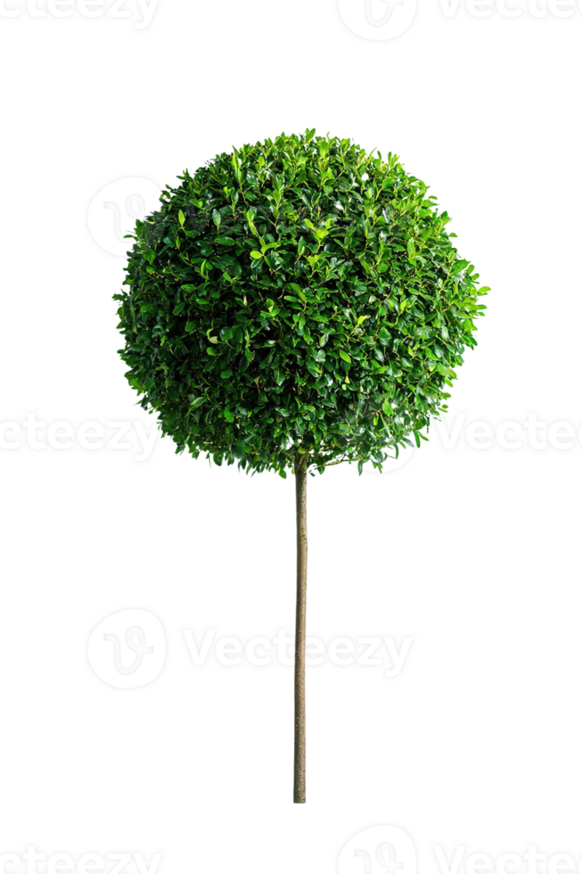 Round Topiary Tree Isolated on Transparent Background png