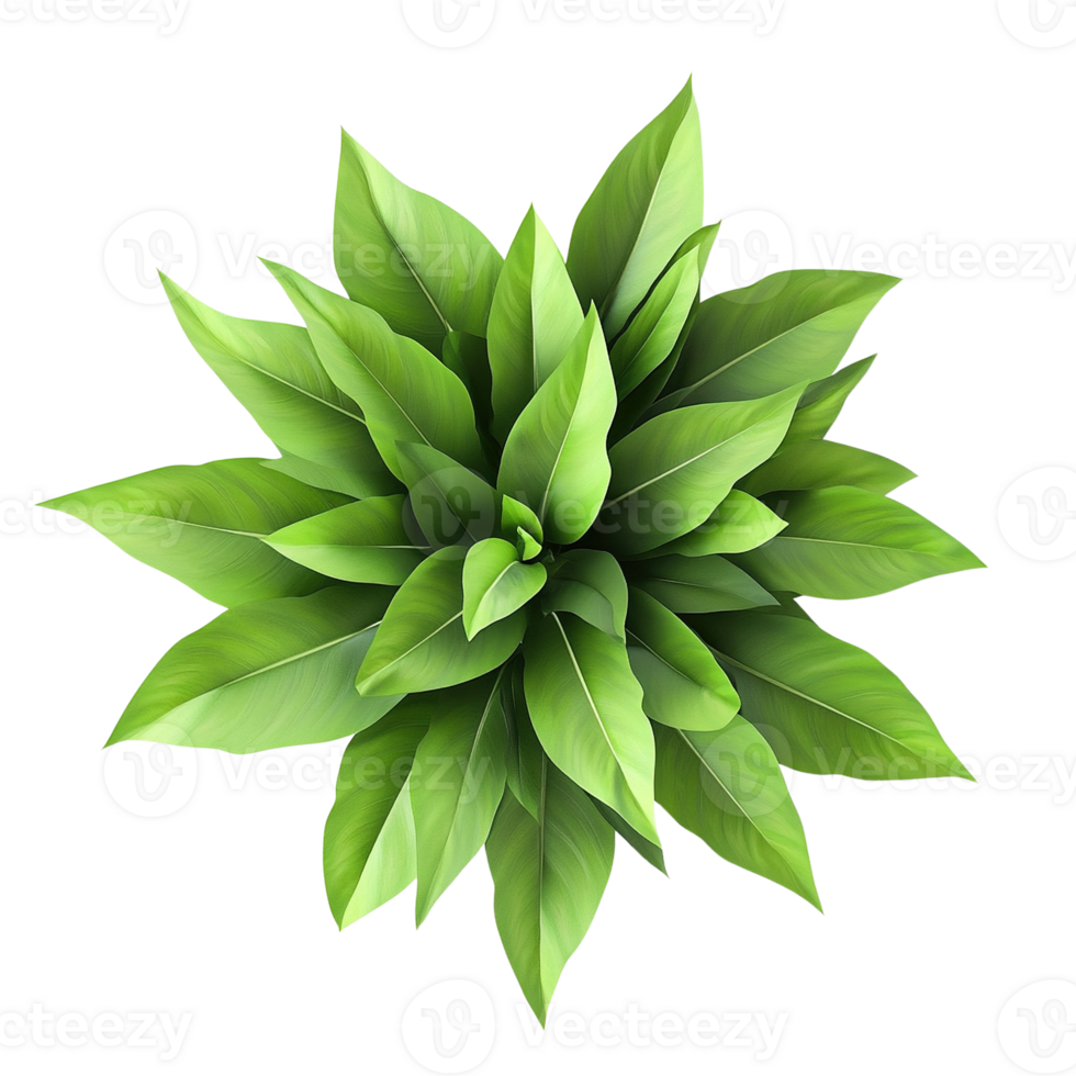 Top View of Lush Green Plant png