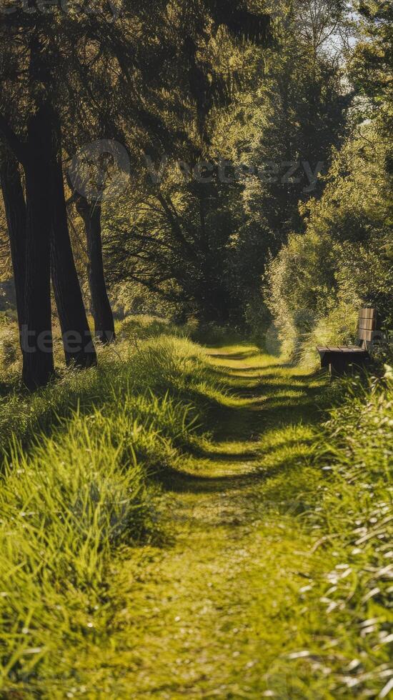 A path through a forest with a bench and trees photo
