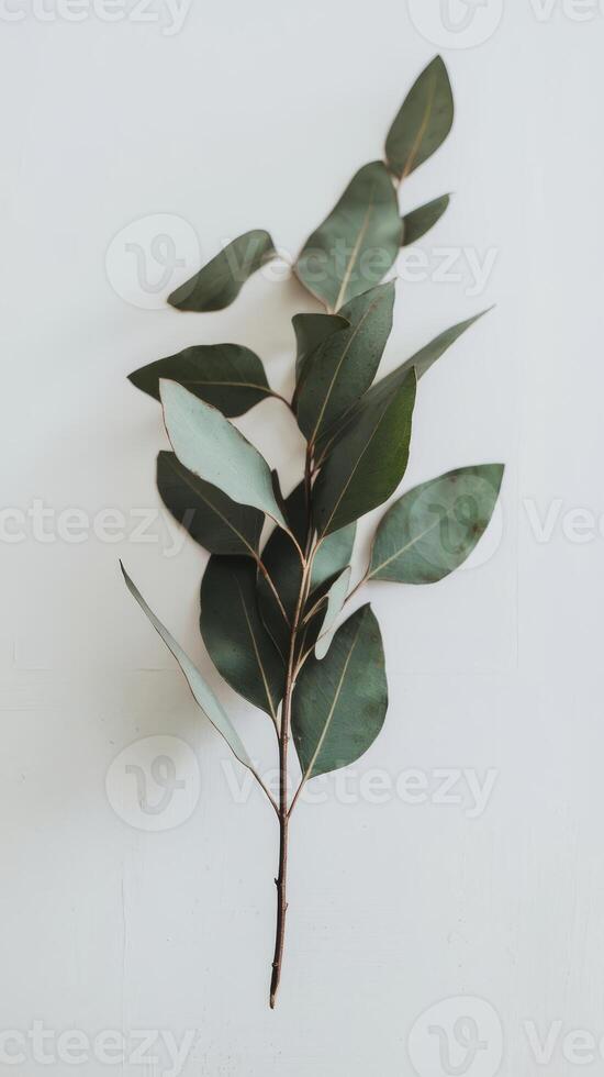 Eucalyptus leaves on white background photo