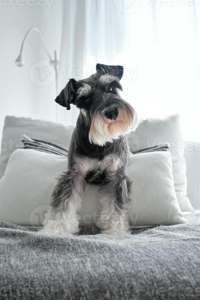 Cute purebred dog sitting on cushions photo
