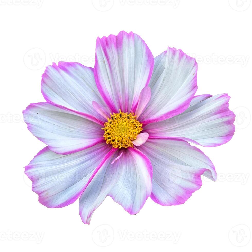 Pink and White Cosmos Flower photo