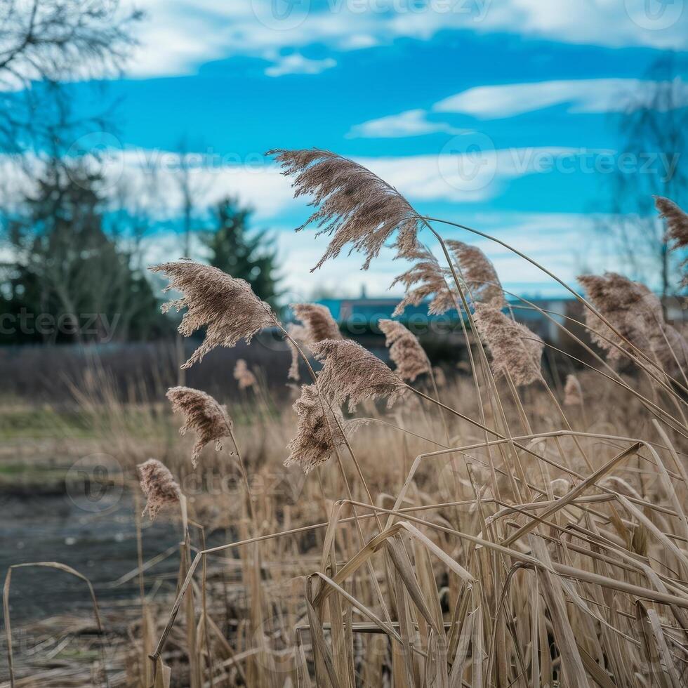A field of tall grasses with a blue sky photo