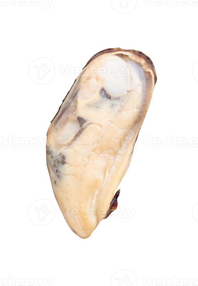 One cooked green mussels meat in vertical isolated with clipping path in file format png