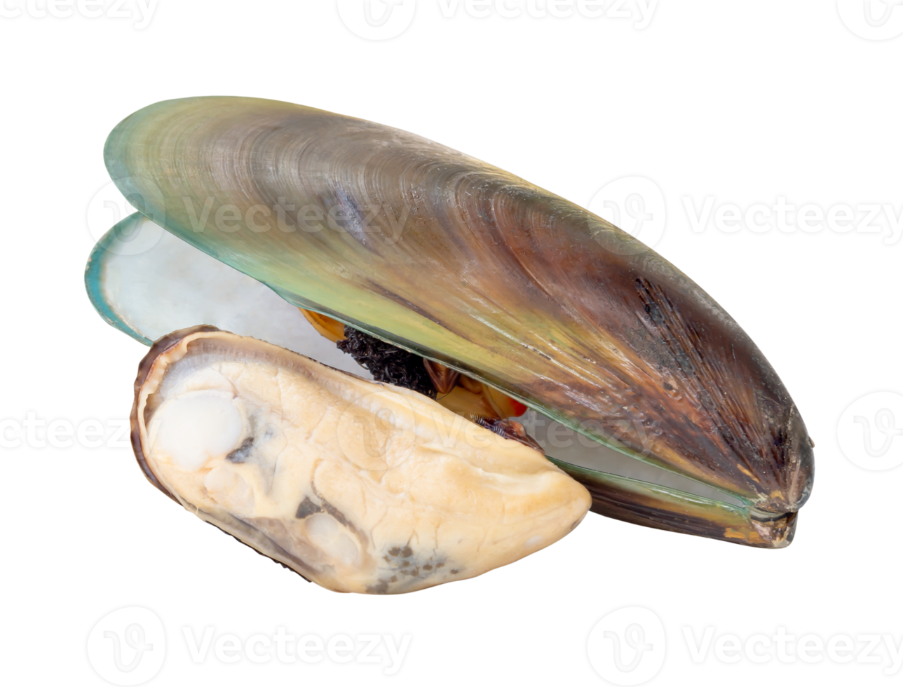 Two cooked or steamed green mussels with green mussels meat in stack isolated with clipping path in file format png