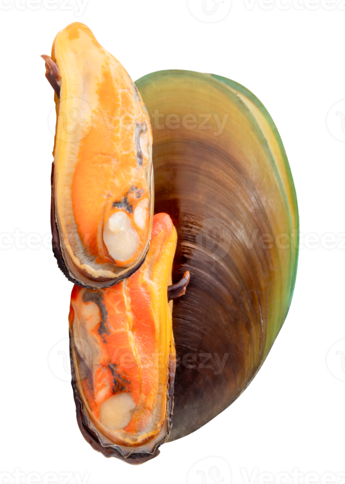 Cooked green mussels in meat and shell in pile isolated with clipping path in file format png