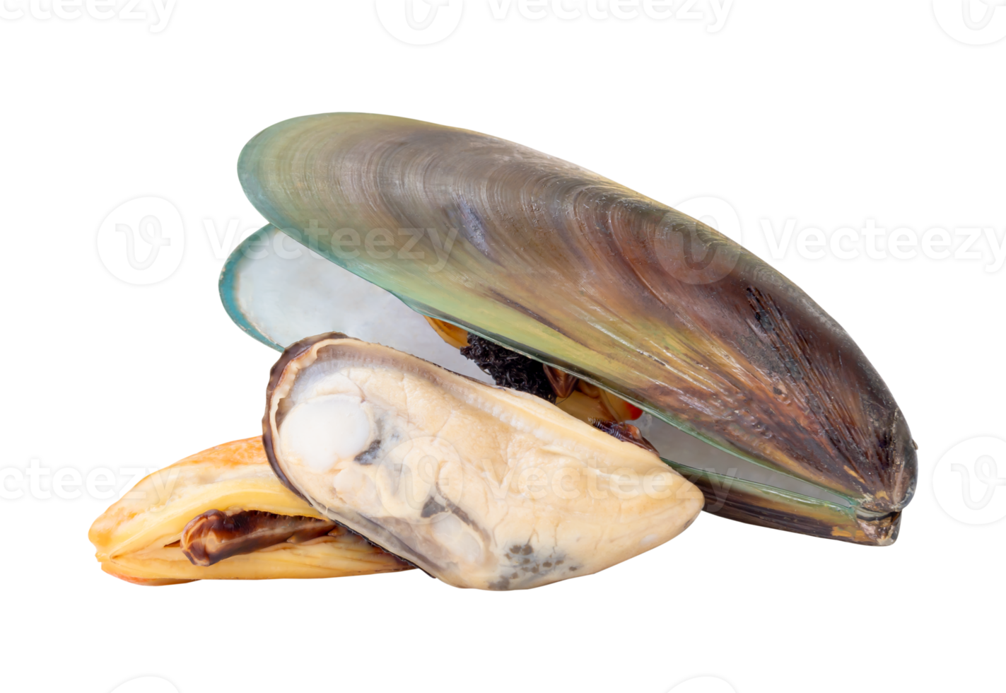 A small heap of three cooked or steamed green mussels with green mussels meat isolated with clipping path in file format png