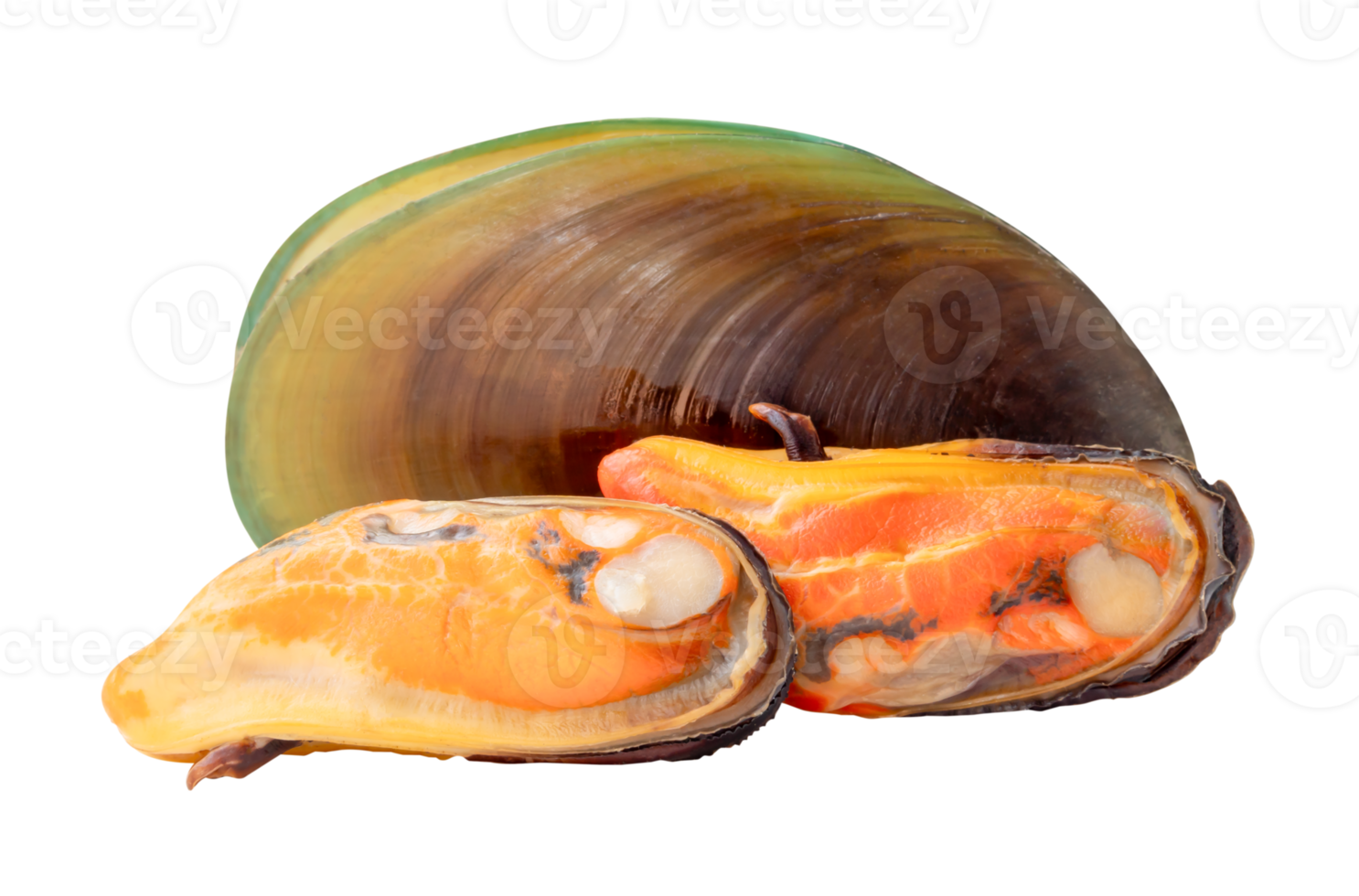 Three cooked green mussels in meat and shell in pile isolated with clipping path in file format png