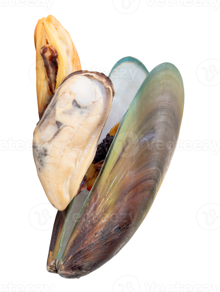 Three cooked or steamed green mussels with green mussels meat isolated with clipping path in file format png