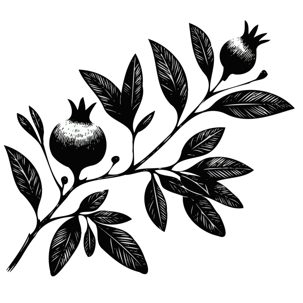Pomegranate branch with ripe fruits and leaves. Engraved illustration. Ripe pomegranates with leaves. Hand drawn illustration pack. png