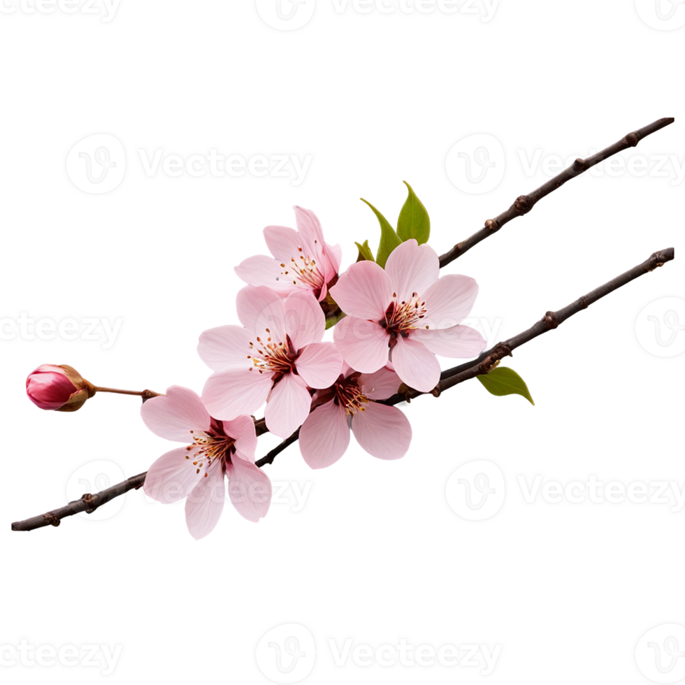 sakura flower isolated on transparent background- generated by ai png