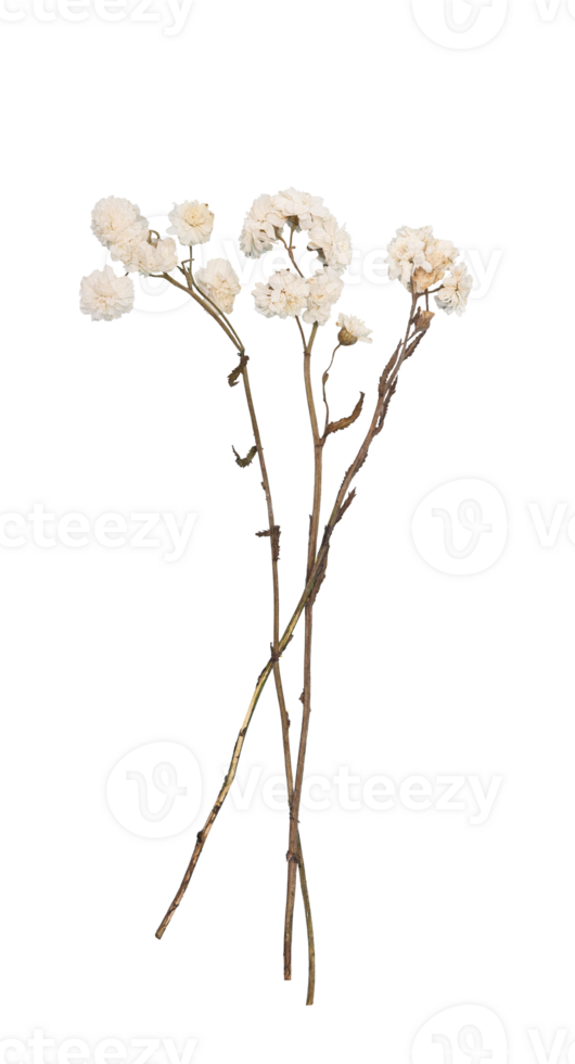 Delicate white dried flowers herbarium resting cut out on transparent background surface, lending rustic vintage charm to minimalist graphic vintage compositions png