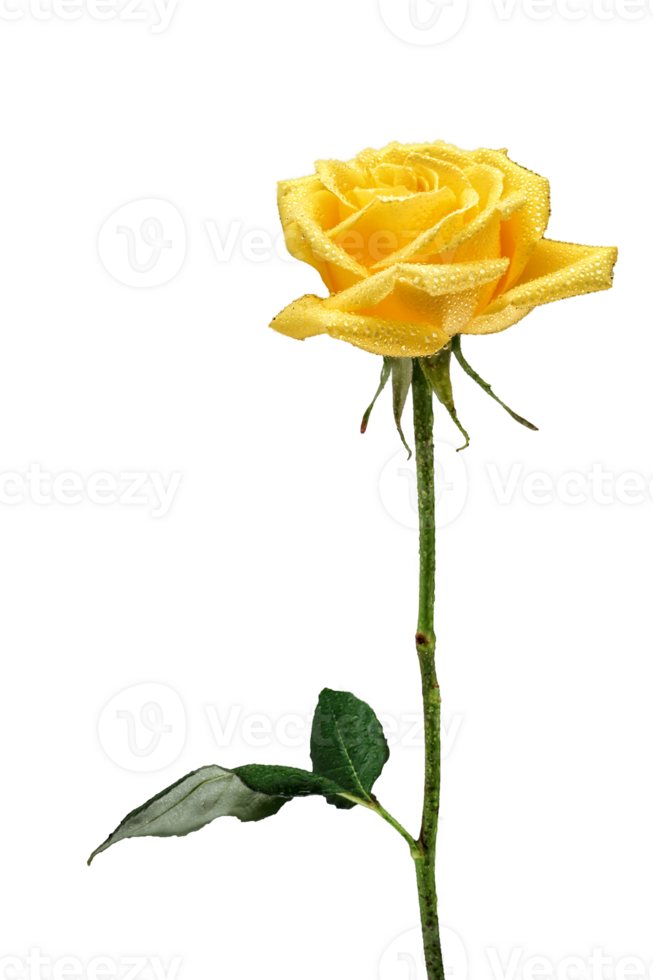 yellow rose on neutral background png