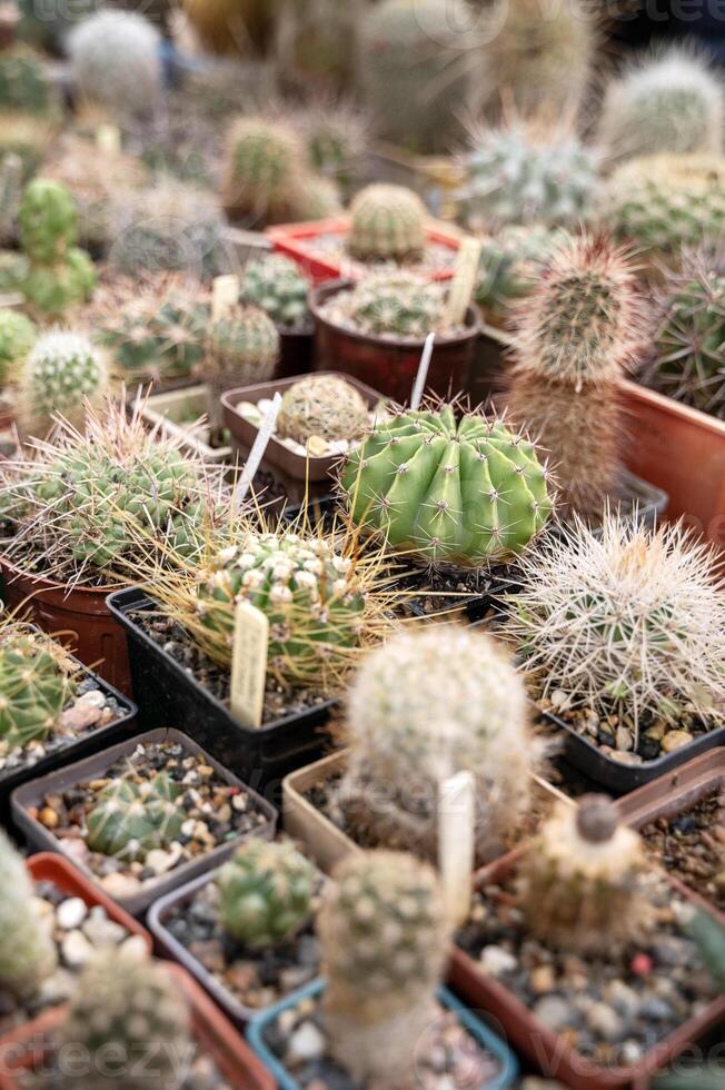 Collection of cactus plants in pots as a background.Various cacti mix in the greenhouse.Tropical succulents for decor. Selective focus. Group of various indoor cacti and succulent plants in pots. photo
