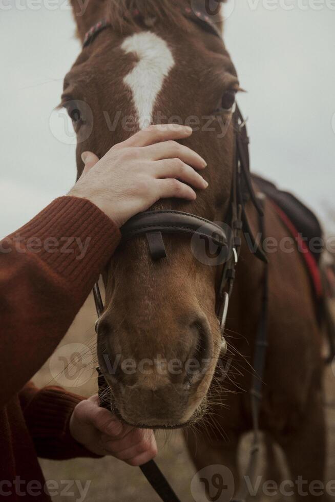 A close-up of a brown horse's head, capturing the detailed texture of the coat and eyes. Hippotherapy, a man's hand petting a horse and forming a bond with the animal, selective focus. High quality photo