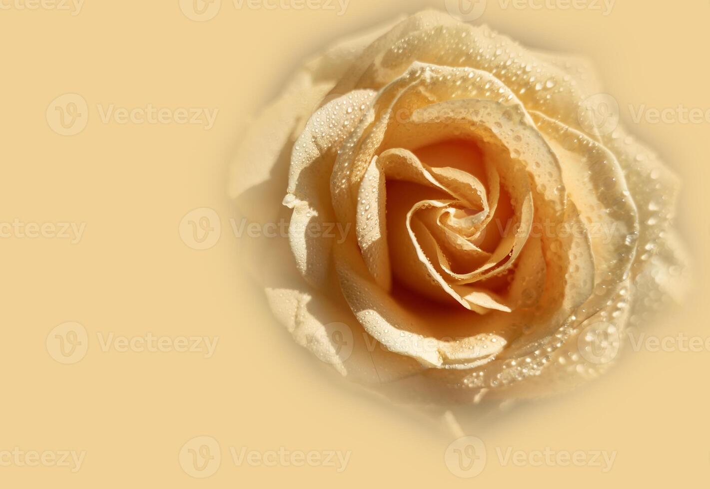 Peach rose with raindrops close-up on a soft beige background.rose closeup isolated . High quality photo