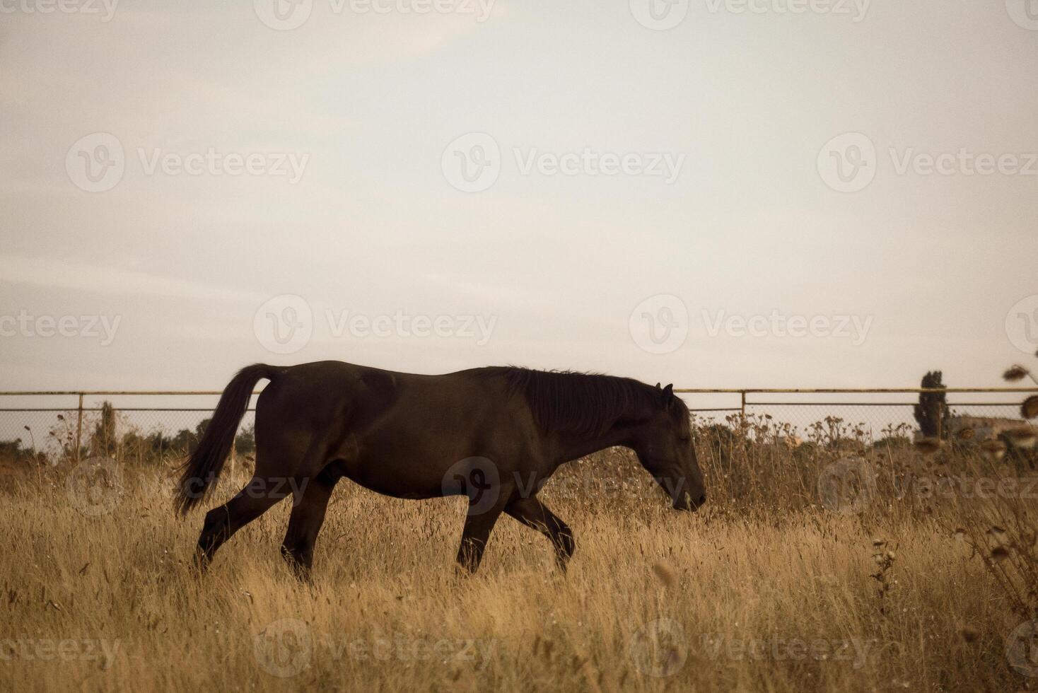 Dark brown horse running on the field against the backdrop of a stunning sunset landscape in late summer outdoors. The horse runs freely in the meadow among dry grass. grass. photo