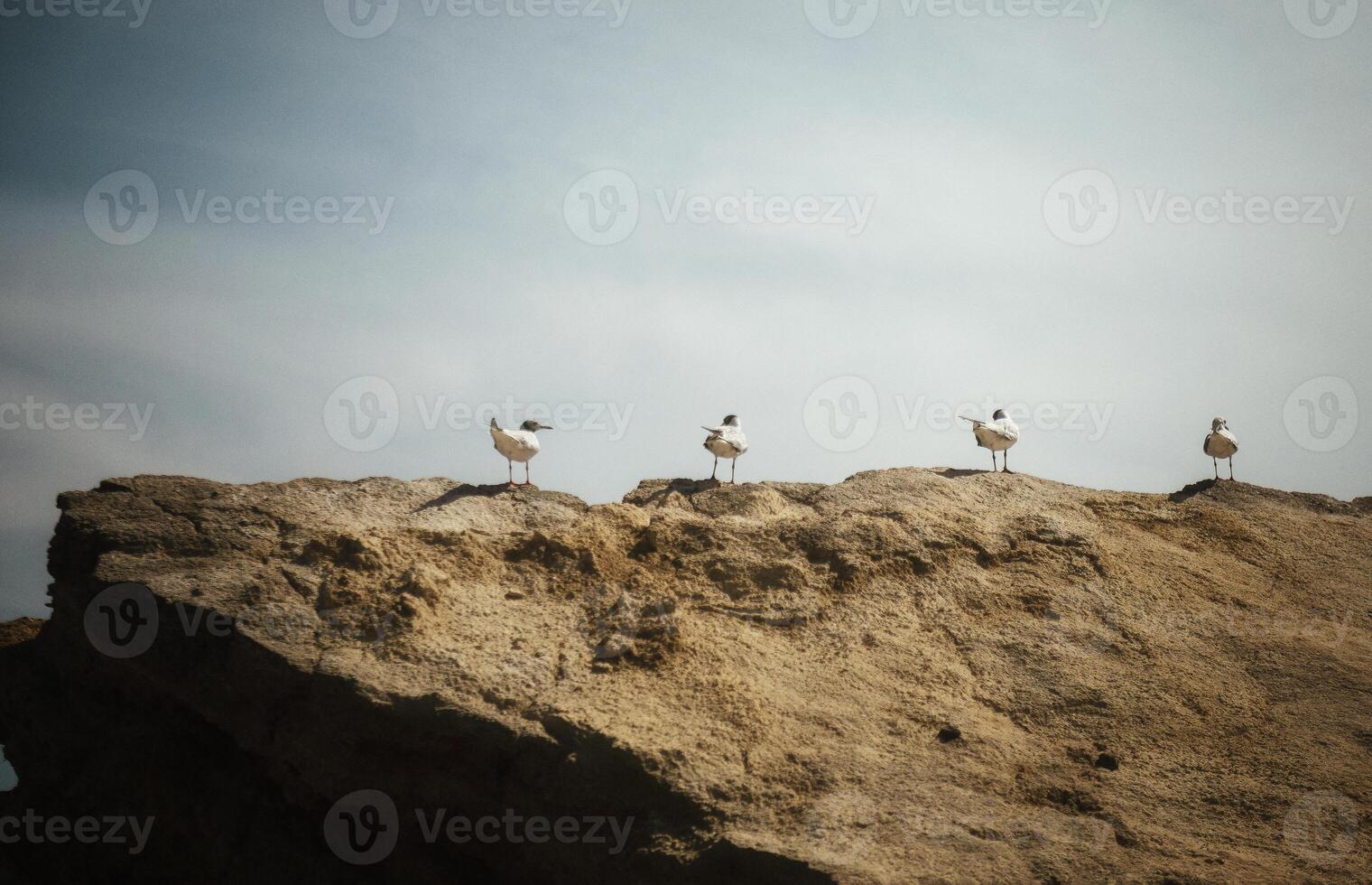 a flock of four seagulls sitting on a rock. A horizontal shot of a flock of seagulls sitting on a large, dark yellow rock, against the sky. seagulls sitting in a row. High quality photo