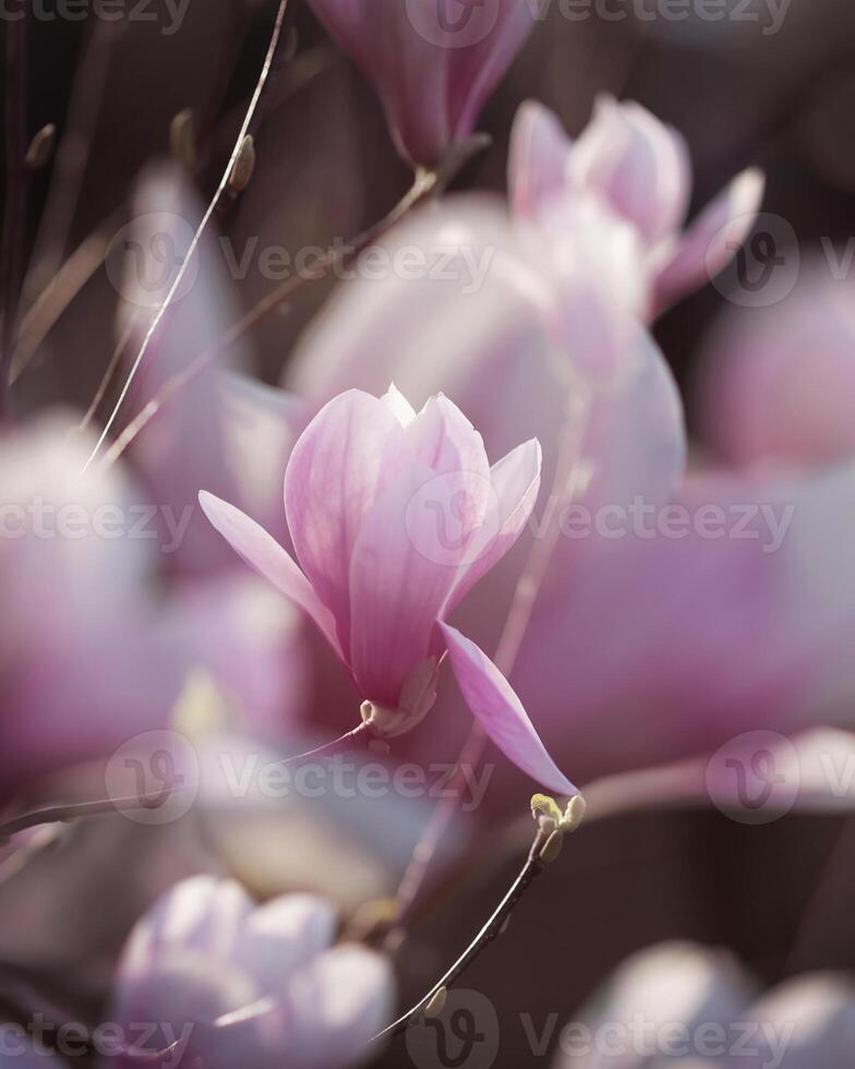 Pink magnolia blossom. Closeup of pink magnolia flowers outdoors in spring time. multiple exposure effect, rich pink tones. High quality photo. photo
