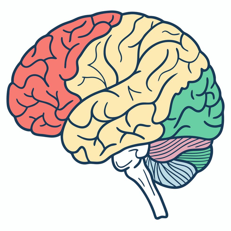 Human Brain Illustration Colorful Lobes Anatomy, Pastel Color Palette. vector